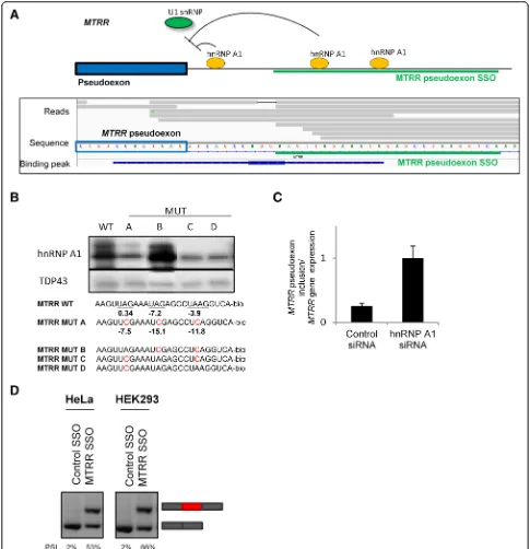 Fig. 5 SSOs targeting hnRNP A1 binding sites downstream of theRNA-affinity chromatography of biotin-conjugated RNA oligonucleotides covering the downstream region of thewere done in duplicate and gel bands were semi-quantified using ImageJ.5 MTRR pseudoexo