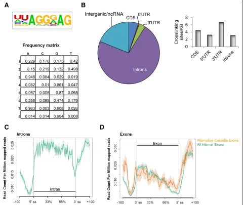 Fig. 1 hnRNP A1 iCLIP identified UAGG as the hnRNP A1 binding motif. a Consensus hnRNP A1 binding motifs were generated based on theidentified hnRNP A1 binding peaks