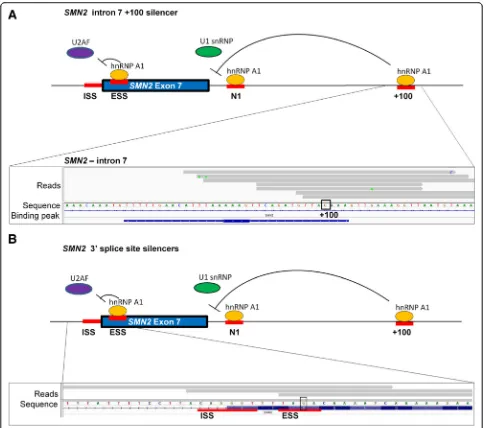 Fig. 3 hnRNP A1 iCLIP reads in the SMN2 gene pinpoint well-known hnRNP A1 binding sites