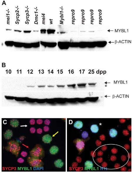 Fig. 5. MYBL1 expression in the testis. (protein lysates from wild-type and mutant testes (A) and juvenile testesfrom day 10-25 postpartum mice (B) probed with indicated antibodies.Asterisk indicates non-specific species