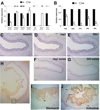 Fig. 1. Expression of Notch receptors and