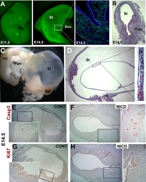 Fig. 5. Consequences of constitutive Notch function for gutmesenchymal cells of another transgenic mouse line.stomach expression (left) is highlighted in an isolated E14.5 stomach(St, center) and in a tissue section (right), where nuclei are stained withDA