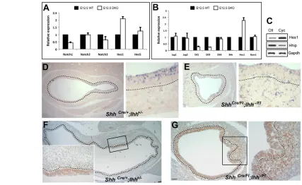 Fig. 6. Hh and Notch signaling interact in gut development. (indicate Notch pathway overactivity in the cyclopamine-treated samples