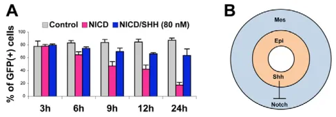Fig. 7B, whereby endoderm- or epithelium-derived Hh curtails the
