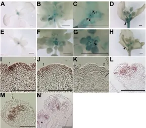 Fig. 2. LMI2situ hybridization. Scale bars: 100flowers and secondary inflorescences formed on 1 cm boltprimary inflorescences