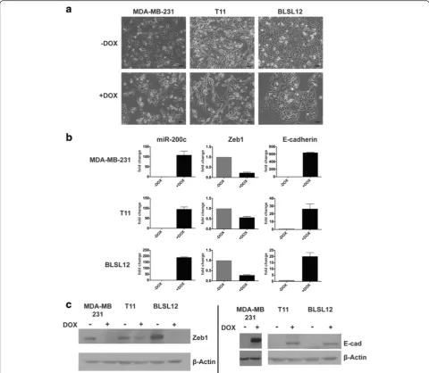 Fig. 1 miR-200c/141 expression elicits MET in claudin-low breast cancer.(+DOX) for 4 days undergo morphological MET (of DOX treatment, a MDA-MB-231, T11, and BLSL12 cells treated with 2 μg/mL doxycyclinen = 3 biological replicates)