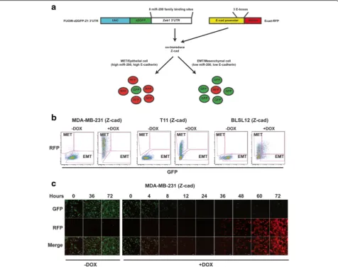 Fig. 2 The Z-cad dual sensor detects MET in claudin-low human and mouse breast cancers