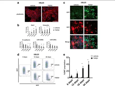 Fig. 3 The Z-cad sensor identifies EMT induced by TGFreplicates per time point). Vehicle-treated values were set to 1.0 for each gene and analyzed using an unpaired Studentmicroscopy indicating a gain of GFP and loss of RFP at 14 days of TGFcells are indic