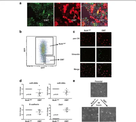 Fig. 5 The Z-cad sensor identifies and enables isolation of mesenchymal cells present among a heterogeneous population.microscopy was performed on parental HMLER cells containing the Z-cad dual sensor