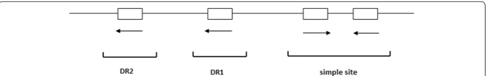 Fig. 1 Schematic representation of a class 1 integron. P1 promoter for transcription of gene cassettes, P2 second promoter that is usu-ally inactive, int integrase gene, attI1 integration site, qacE partially deleted gene that encodes quaternary ammonium compound resistance, sulI sulphonamide resistance, orf5 unknown function, P promoters of the qacE△ and sulI genes, attC sequence on the gene cassette recognized by the integrase