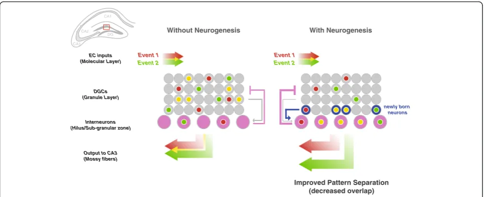 Fig. 4. Immature adult-born neurons improve pattern-separation in the DG by enhancing feedback inhibition