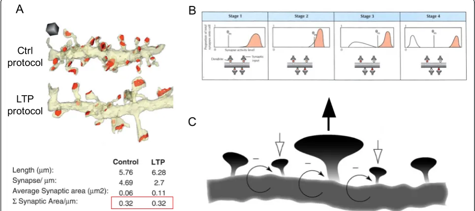 Fig. 3. Possible mechanisms of synaptic modification in memory storage.the plasticity threshold (in hippocampal tissue under control and LTP (induced via theta burst stimulation) conditions