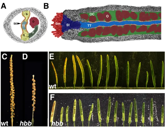 Fig. 2. HAF, BEE1 and BEE3 expression in