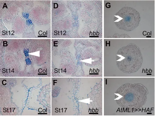 Fig. 5. Growth in emasculated carpels and fruit of haf bee1 bee3(hbb) mutant and AtML1>>HAF