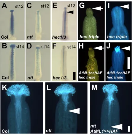 Fig. 6. Genetic relationship between HAFhec3indicates low level staining (E). (tube growth stained with Aniline Blue fixed at 24 hours post-pollination in carpels of wild type (K), (M)