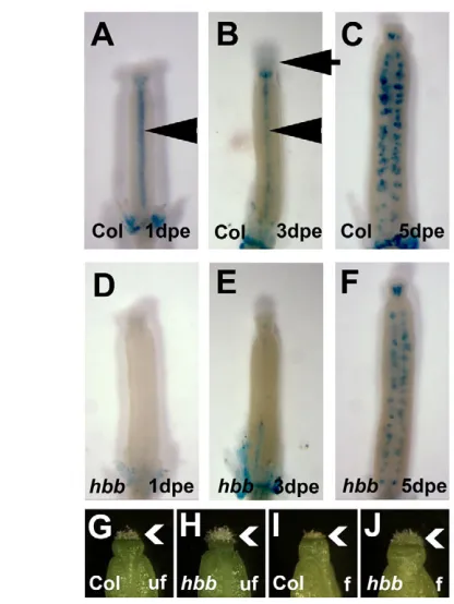 Fig. 8. BFN1::GUS staining and stigma cell death phenotype inwild type and haf bee1 bee3 (hbb) mutant