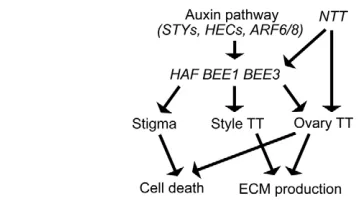 Fig. 9. Genetic network controlling HAFmediate different aspects of the auxin signaling pathway to positivelyregulate reproductive tract development.promote ECM production in the style and ovary transmitting tract alongwith cell death in the stigma and ova