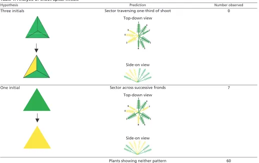 Table 1. Analysis of shoot apical initials