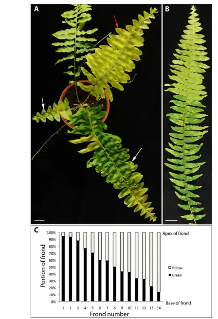 Fig. 3. Fronds arise from a single apical initial. (A)Entirely palefrond (red arrow) flanked by variegated fronds (white arrows)