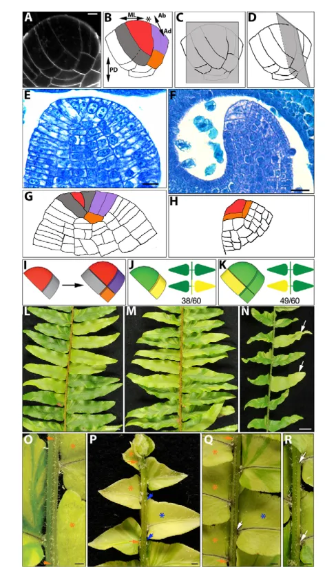 Fig. 4. Frond apical initials produce merophyte initials thatcontribute to half of the mediolateral axis