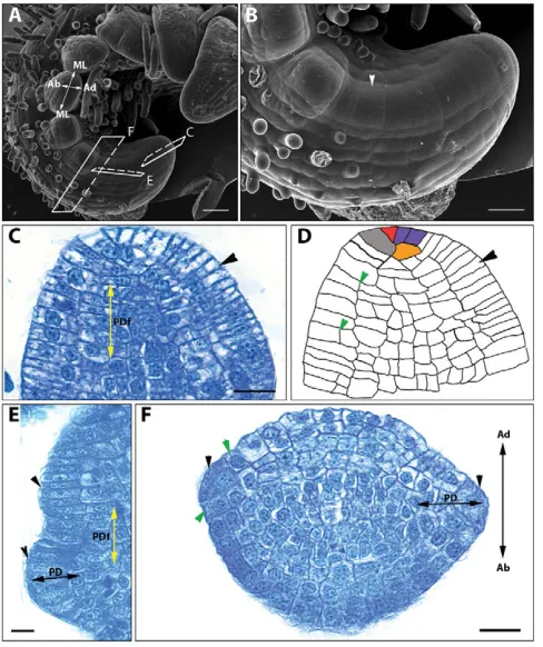 Fig. 6. Pinnae initials arise from the frond flanks. (of section in C. Black arrowhead, epidermal cell files on the flank; greenarrowheads, medial divisions of epidermal cells