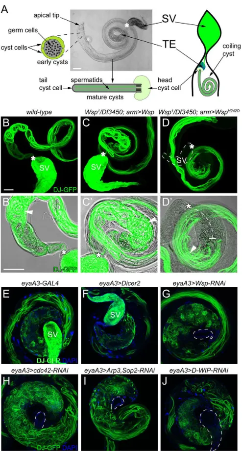 Fig. 1. Components of the Wsp-based actin polymerizationmachinery are somatically required for spermatid release.Wsptestes shown in B-D, on the background of a transmitted light image.The dashed line in DArp2/3 subunits DAPI (blue) visualize spermatids and