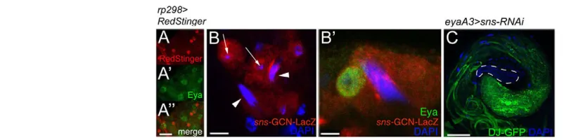 Fig. 3. Sns is expressed in the head cyst cell and is required for spermatid release. (fly bearing the nuclear RFP marker UAS-RedStinger and muscle sheath and show no overlap with cyst cell nuclei (green, anti-Eya)