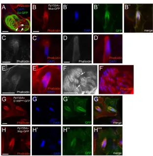 Fig. 4. Wsp and D-WIP localize to a head cyst