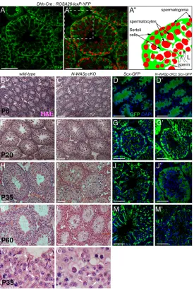 Fig. 7. Model for the involvement of the Wsp-based actinpolymerization machinery in the final stages of spermatogeniccyst maturation