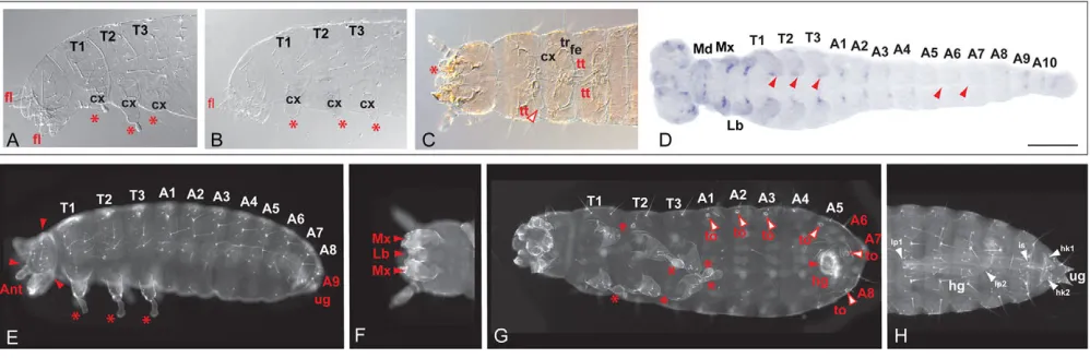 Fig. 7. TcFz4die as L2 larvae (C). (segments of unclear identity adhere to the proximal leg (A); only the coxa is left in strong fz1/4 and the enhancement of the TcFz1RNAi phenotype