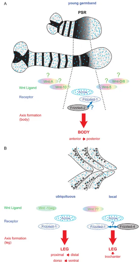 Fig. 8. The ‘combinatorial code’ model. (A)Summary of expressionpatterns and possible receptor/co-receptor interactions in the