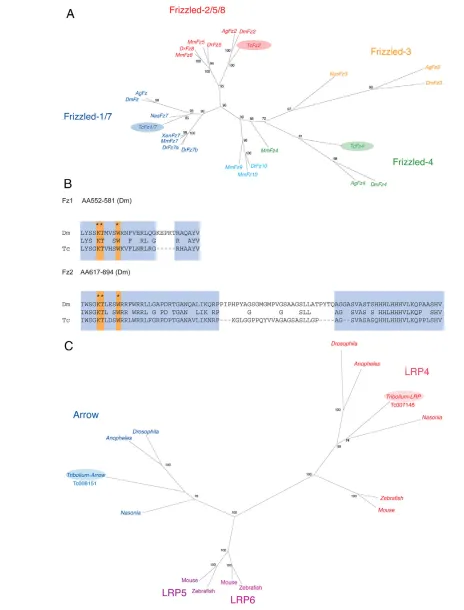 Fig. 1. Three Frizzled and two Arrow/LRP proteins are encoded in the Tribolium(specific binding sites for the protein Dishevelled (Wu and Mlodzik, 2008)