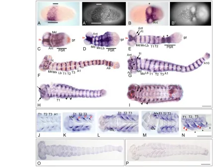 Fig. 2. Tc-frizzled2DAPI staining. (Tc-arrowhybridisation (C,F,I) during embryogenesis (N) asterisks) is observed in the distal tip