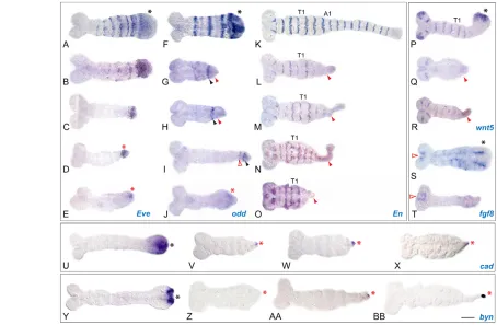 Fig. 4. The growth zone collapses in Tc-fz1/2in a wild-type embryo. (region is abolished but labral-specific domain (arrowhead) is unaffected in of marker genes