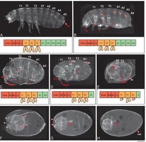 Fig. 5. Wnt co-receptor Arrow processes Wnt signalsin axial growth, segmentation and leg formation.A,B)Weak Tc-arrowRNAi phenotype