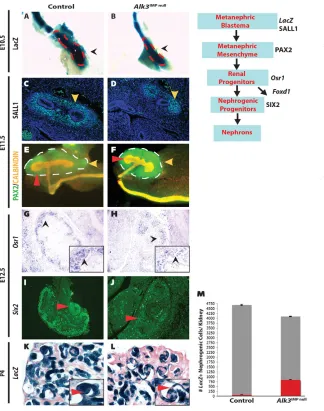 Fig. 4. Nephrogenic progenitor cells areIMP null 