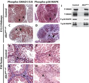 Fig. 6. Expression of BMP signaling effectors.(A) At E12.5, phospho-SMAD1/5/8 expression