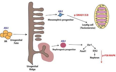 Fig. 7. Alk3 signaling is required for intermediate mesodermspecification. In the intermediate mesoderm, ALK3 regulatesnephrogenic progenitor cell number and the expression of renalprogenitor genes (Osr1, SIX2)