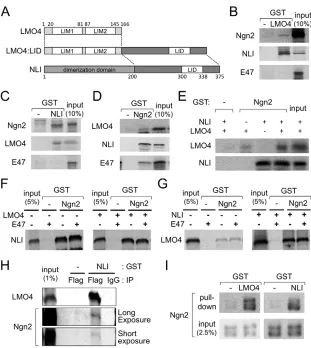 Fig. 1. LMO4 and NLI interact with NGN2.(A) The schematic diagram shows the LMO4-NLI