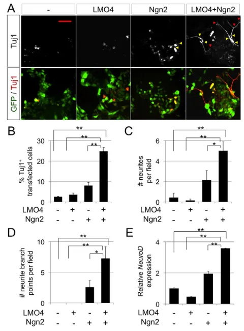 Fig. 3. Expression analyses of Lmo4hybridization shows that the transcripts of , Ngn2 and Nli in thedeveloping cortex
