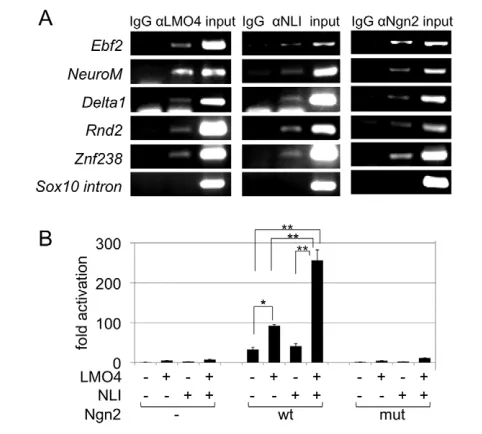 Fig. 5. LMO4 enhances NGN2-mediated neuronal differentiationin utero.the post-hoc analysis