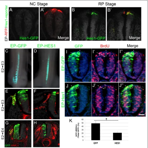 Fig. 5 Misexpression of Hes1 at the neural crest (incubation) showing reduced incorporation in the dorsal NT of embryos electroporated with Hes1 compared to GFP controls