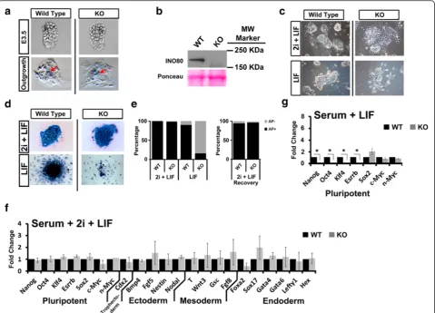 Fig. 2 Ino80 KO ESCs are viable, but differentiate when maintained in a metastable pluripotent state