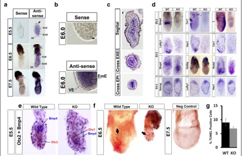 Fig. 4 Ino80 is widely expressed in embryonic tissues and is essential for establishing the proximal-distal axis of the post-implantation embryo.a Whole mount RNA in situ hybridization (ISH) of E5.5-, E6.5-, and E7.5-day embryos using either sense or antis