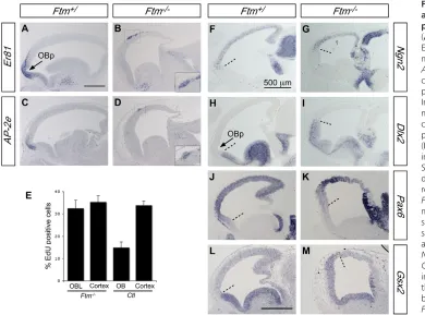 Fig. 4. OB primordium formation