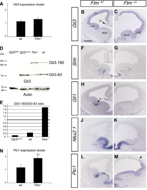 Fig. 5. Gli3 processing and activity of the Hh pathway in thetelencephalon of E12.5 embryos