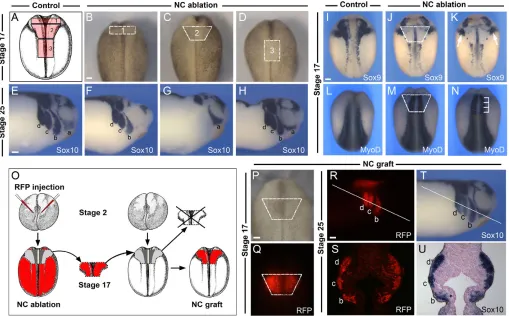 Fig. 1. Position of the putative cardiac neural crest and experimental design to analyze its contribution to the cardiovascular system.(hybridization for the NC marker streams of cranial NC (b, c and d), and completely overlap with and T indicates the leve