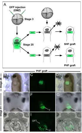 Fig. 4. The PHF contributes to the ventricle.(A)Experimental design to analyze the relative contribution of