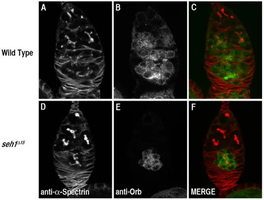 Fig. 2. seh1cysts. 15 germaria have reduced numbers of ovarian(A-F)Wild-type (A-C) and seh115 (D-F) Drosophilagermaria stained with anti--Spectrin to visualize the fusome(A,D; red in C,F) and anti-Orb to visualize ovarian cysts that haveentered the mei