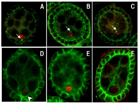 Table 2. seh1 dominantly suppresses the mio 16-nurse-cell phenotype
